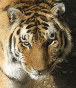 523px-siberiantiger002.jpg